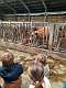 60: 2021-09-28 Naar de vleeskoeien op de boerderij (K3)_00061