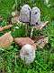4: 2021-10-14 Herfstwandeling (K1+K2)_00004