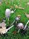 5: 2021-10-14 Herfstwandeling (K1+K2)_00005