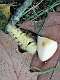 15: 2021-10-14 Herfstwandeling (K1+K2)_00015