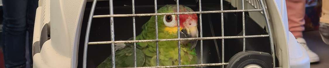 2022-09-28 Flip - de papegaai - op bezoek in K3